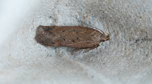 Image result for Bryotropha senectella