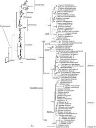 Image result for Sebaea sedoides