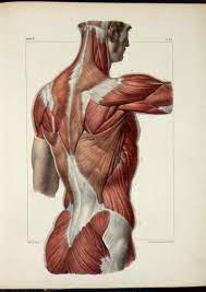 The back is subdivided into the upper, middle, and lower back. Anatomical Plates Anatomy Images Human Anatomy Art Anatomy Reference
