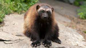 Image result for wolverine