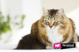 Dental issues in siberian cats: The Most Beautiful Cat Breeds Love Ferplast