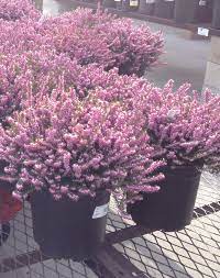 Mediterranean Pink Heather Great For Year Round Dense Cover Flowers Last Through Winter And Early Spring Heather Plant Garden Beds Landscaping Plants