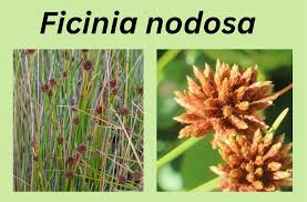 Image result for Ficinia