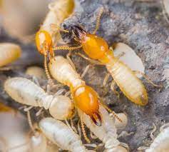 Contact us today for a quote. Blue Star Pest Control Pest Control And Termite Protection