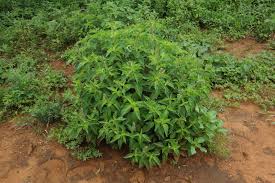 Image result for Ocimum gratissimum