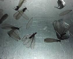 When a wash cycle ends, a pump pushes water from the dishwasher up and into the sink drain. Drain Flies Reticulitermes Bugguide Net