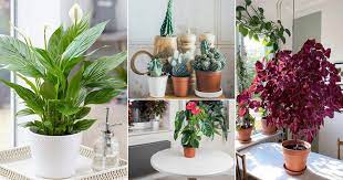 I cover how to determine when to start different annual flower varieties indoors. 14 Indoor Plants That Grow From Seeds Balcony Garden Web