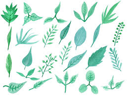 Download 25 Watercolor Leaf Png Transparent Vol 3 Onlygfx Com