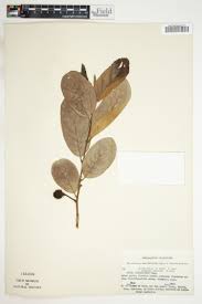 Image result for Annickia lebrunii