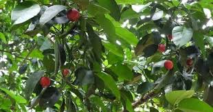 Bitter Kola Nut Tree Diet Pills Garcinia Garcinia Cambogia