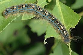 Black and white spotted caterpillar. Caterpillars On Ornamental Plants Umn Extension