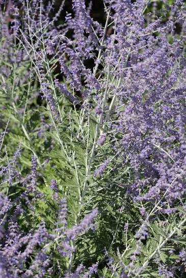 Salvia yangii (Russian Sage)