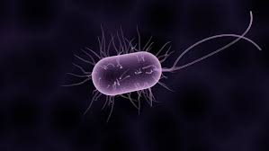 The bacteria is known to be originated from. Bakteria New Delhi W Polsce Objawy To Oporna Na Antybiotyki Superbakteria Kilkaset Osob Zarazonych W Polsce Moze Prowadzic Do Sepsy Dziennikzachodni Pl
