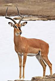 Black Faced Impala Male Impala Animal Animals African Animals