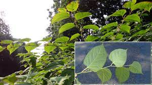 Maybe you would like to learn more about one of these? Flora Van Nederland Japanse Duizendknoop Fallopia Japonica