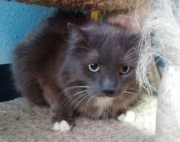 Back to the content 'fluffy hair so cute'. Are You Getting Flaky Find Out Why Serving Carson City For Over 150 Years