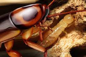 Cockroaches are really persistent and so hardy that researchers found they were the only organisms that could survive in an area after atomic experiments, except for. Bugs That Look Like Roaches But Aren T Cockroach Facts