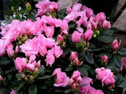 Care Of Indoor Azaleas Tips For Growing An Azalea Houseplant Azaleas Care House Plants Azaleas