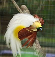Lesser Bird Of Paradise Images Lesser Bird Of Paradise Birds Of Paradise Bird Rare Birds