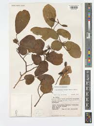 Image result for Friesodielsia obovata