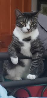 Pin By Selda Kursun On Kedi Grey And White Cat Kittens Cutest Youtube Cats