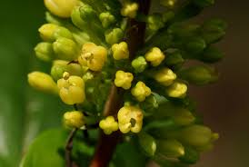 Image result for Hymenodictyon parvifolium