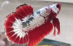 Ikan cupang adalah hewan yang bagus untuk dipelihara di akuarium rumah atau kantor karena mudah untuk dirawat, lebih aktif dari sebagian besar perut ikan cupang kurang lebih berukuran sama dengan bola matanya dan tidak boleh diberi makanan dengan porsi yang besar lebih dari satu kali. 28 Jenis Ikan Cupang Plakat Dilengkapi Gambar Dan Ciri Cirinya