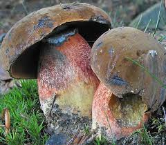 Resultat De Recherche D Images Pour Champignon