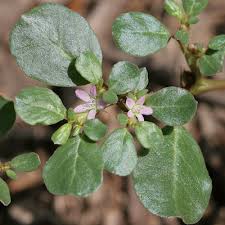 Image result for Trianthema portulacastrum