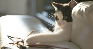 Itâ s impossible to restrain the spread of cancer cells. The Basics Of Felv In Cats Everything You Need To Know