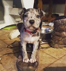 Favorite this post jul 25 cane corso puppies $1,800 (los angeles) pic hide this. 40 Adorable Pit Bull Mixes That Ll Steal Your Heart Bored Panda