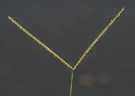 Image result for Paspalum conjugatum