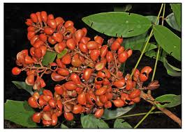 Image result for Connarus