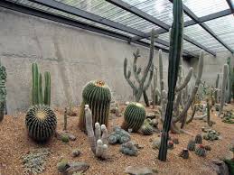 El principal objetivo de las espinas es. Verdes Manantiales Del Desierto Sobre Cactus Cactus Florecientes En El Desierto