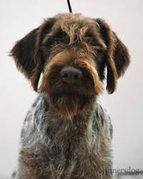 Wirehaired pointing griffon puppies / pups for sale at grandview griffons, fort lupton, colorado 130 Wirehaired Pointing Griffon Or Korthals Griffon Ideas Wirehaired Pointing Griffon Korthals Griffon Griffons