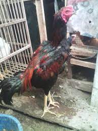 Desa ini memiliki 11 dusun, yaitu : Peternakan Ayam Bangkok Kediri Jawa Timur Tentang Kolam Kandang Ternak