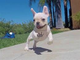The weekly updates of the available page generally occur on the an extremely important part of the fbrn adoption process is the transfer from the foster parent to the adoptive family. French Bulldog Puppies For A Good Home For Sale In Milwaukee Wisconsin Classified Americanlisted Com