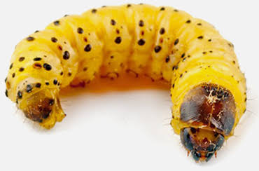 Woodworms Pest Control, Woodworm Treatment, Northern Ireland