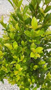 Image result for Eugenia