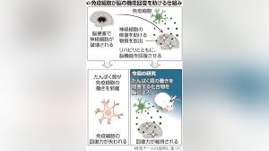 脳梗塞発症後の機能回復に免疫細胞…東京科学大など研究チーム ...