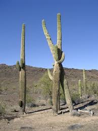 Blue sky ranch rv parkmotorhome stopover, 520 metres west. Best Long Term Rates Black Rock All Ages Rv Park Quartzsite Az