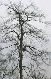 Image result for Terminalia bellirica