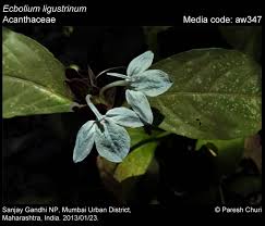 Image result for Ecbolium hastatum