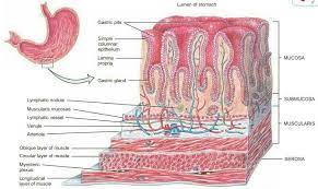 Layers Of The Stomach In 2021 Stomach Anatomy And Physiology Human Anatomy And Physiology