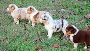 Australian Shepherd Colors And Markings