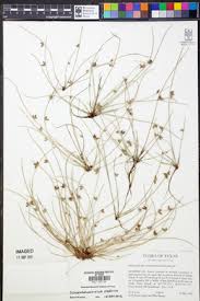 Image result for Schoenoplectiella senegalensis