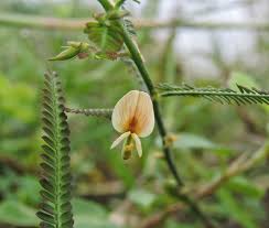 Image result for Aeschynomene indica