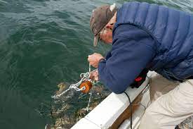How And Where To Crab No They Don T Like Smelly Fish Bait Heraldnet Com Fishing Bait Homemade Fishing Lures Crab Bait
