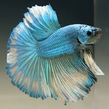 Pin By Amanda Castrillo On Betta Betta Fish Betta Fish