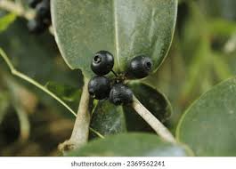 Image result for Memecylon sp. C